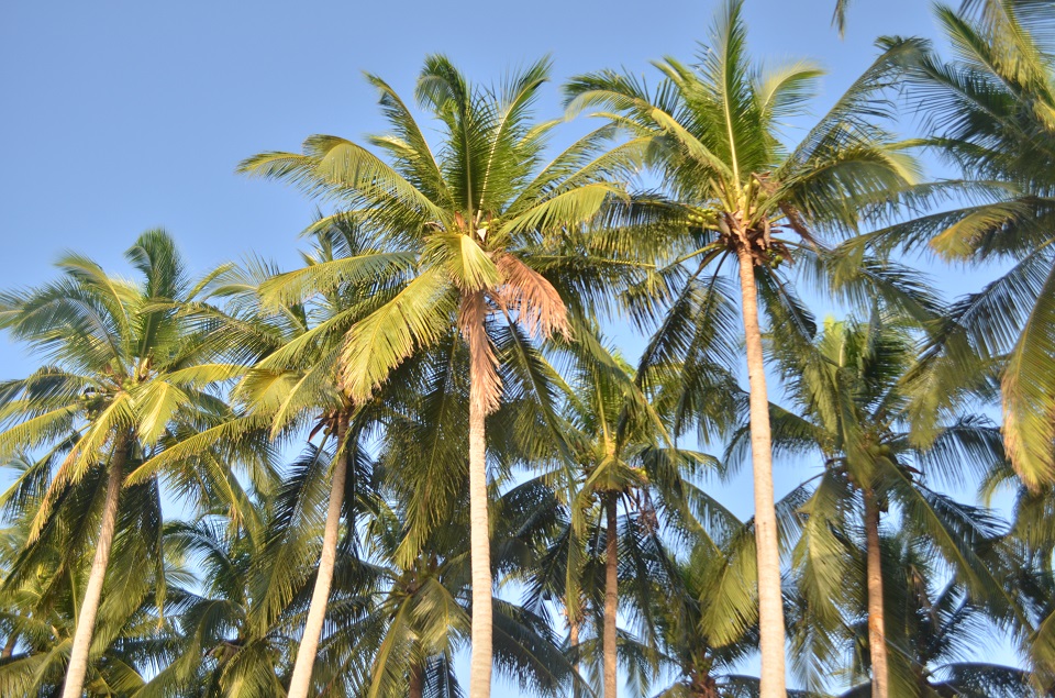ternatebeach_palmtrees